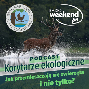Kafelek audycji: Korytarze ekologiczne. Jak przemieszczają się zwierzęta i nie tylko?