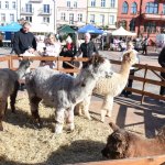 fot. Stanisław Kamiński