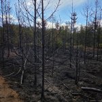 fot. Nadleśnictwo Lipusz